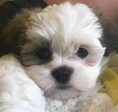 maltese shih tzu sale|maltese shihtzu puppies for sale.